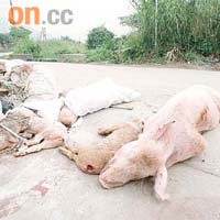 ○二年，本報亦曾發現有本地豬農棄豬屍於露天地方，影響環境衞生。