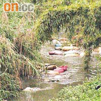早前廣東省爆發豬疫，有豬農將病死豬屍棄於河道。