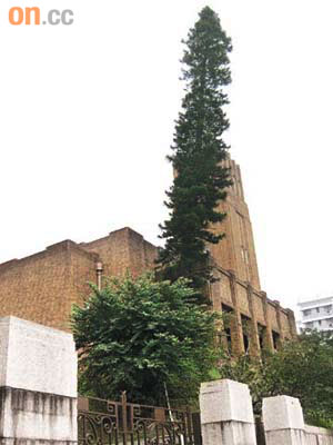 瑪利諾「鬼樹」未被移除前是學校地標。