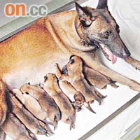 安琪上月十八日誕下一子七女，現時每隻小犬已一個月大，約重兩公斤。