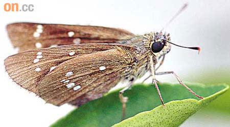 鳳園蝴蝶保育區首次發現罕有的近赭穀弄蝶。