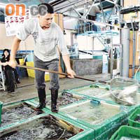 香港仔魚市場年底將首度公開開放，變成「日本築地」。