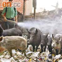 世衞仍在監察豬流感在非洲地區的爆發及蔓延。