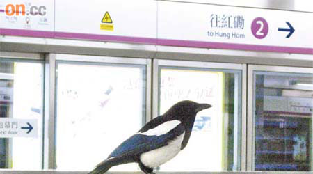 喜鵲飛入往紅磡的西鐵錦上路站。	（讀者潘小姐提供圖片）