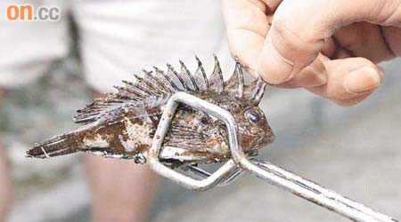 老虎魚的背鰭長有有毒的刺。	（劉子文攝）