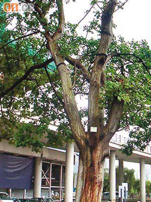黃大仙新蒲崗交匯處一棵古樹昨被斬。
