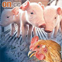 人類對活雞、豬隻濫用抗生素，最終會透過食用這些禽畜而將惡菌傳給人類。