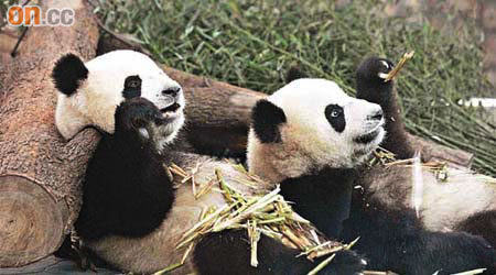 即將送贈澳門的大熊貓蜀祥（左）和奇妙（右）未足兩歲。