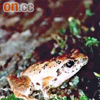 盧文氏樹蛙是香港特有的樹蛙品種。（資料圖片）