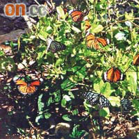 陽明山莊入口樂聚園燒烤場內的虎斑蝶及斑鳳蝶。