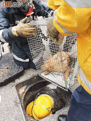 消防員帶備氧氣樽落沙井用籠捕獲被困小狗。	（左錦鴻攝）