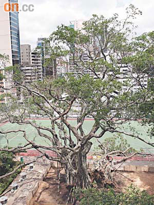 ○七年九龍公園樹王細葉榕因根部嚴重破爛而倒塌。