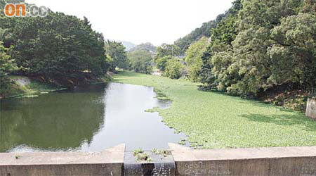 「大萍」布滿大埔公路抽水站引水道。	（李西全攝）