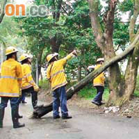 大埔<br>消防員清理大埔的塌樹。	（趙瑞麟攝）
