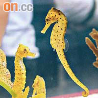 本港有潛水愛好者在東面水域發現與海洋公園飼養同類的管海馬。