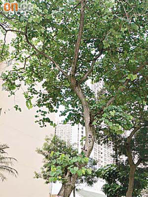 樂華南邨有倒塌危機的洋紫荊，樹幹出現明顯裂痕。（馬竟峯攝）