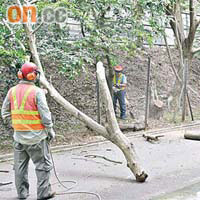 發生塌樹意外後，康文署人員到場將塌樹清理及移除。