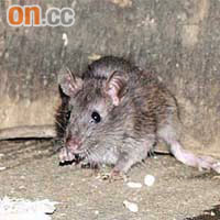 用作滅鼠的老鼠餌毒性甚強。
