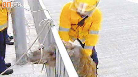 野豬頭部被卡在鐵欄之間，消防員用繩綑綁其嘴部。	（有線電視畫面）