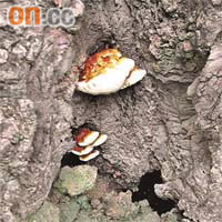 生怪菇<br>西貢街遊樂場龍眼樹生出大量白菇，面積有如五元硬幣。