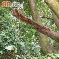 斷樹枝<br>沙田隔田村有枯樹斷枝，久久未獲有關部門清理。