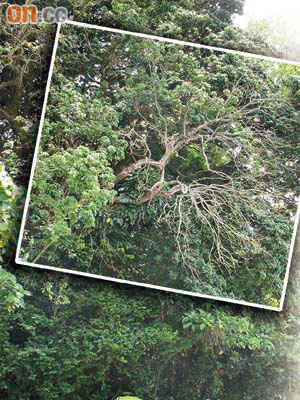 隔田村的枯樹樹身傾斜，樹冠延綿至行人路，一旦塌下，隨時演變為奪命意外。