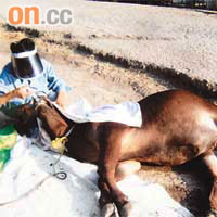 洋洋細心照顧疑遭刻意割傷輸尿管的牛牛，牛隻經多次手術後才存活下來。