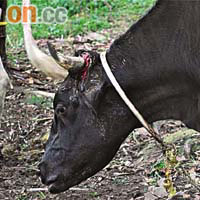 牛的角懷疑被砍傷，血痕仍清晰可見。