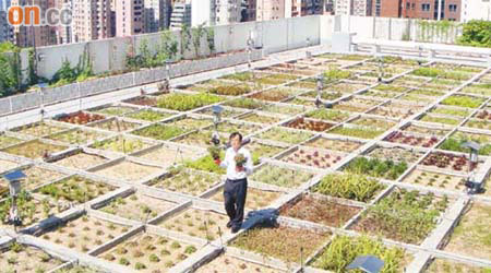港大引入七十個植物品種，在校園內天台進行綠化天台實驗。