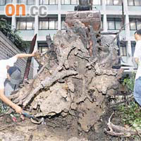 政府合署西座對出的細葉榕上月底倒塌傷人，當時康文署指非古樹。	（資料圖片）