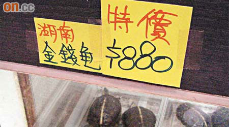 有店舖出售的「湖南金錢龜」疑為非正宗金錢龜。
