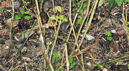 九龍灣公園草叢內放有有毒鼠餌，惟市民擔心大量放置危及健康。