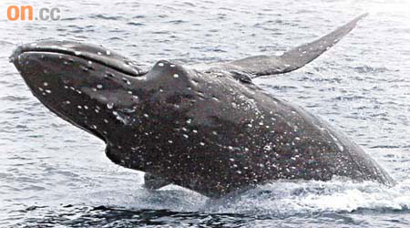 去年有座頭鯨誤進香港水域，在《鯨出沒注意》中有詳細記錄。
