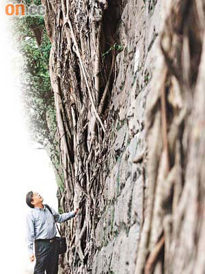 科士街的石牆樹有逾百年歷史，詹志勇不時都來探探它，摸摸樹根，彷彿在跟老朋友說悄悄話。