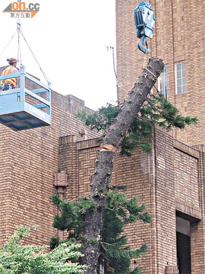 瑪利諾修院學校有七十年歷史的「鬼樹」，因受工程破壞最終被移除。