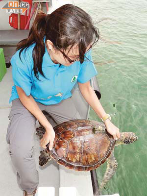 漁護署人員昨在南丫島以南水域，將一隻裝有衞星追蹤儀的年幼綠海龜放回大海。