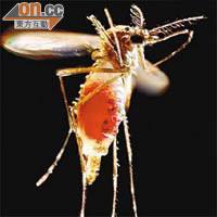 帶有瘧原蟲的蚊子叮人後，可將瘧疾傳播開去。