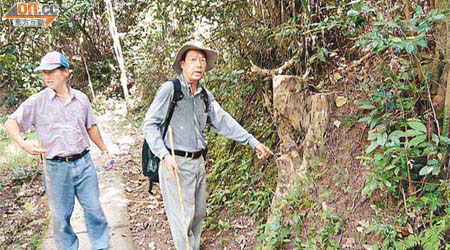 沙頭角三椏村村代表曾茂皇指出，近月至少有一百棵土沉香樹被砍伐。