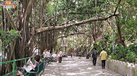 兩棵大樹枝幹橫跨棠蔭街山邊休憩處行人路，市民隨時「中頭獎」。