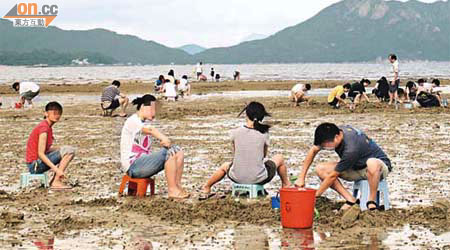 不少市民會趁初一、十五潮退時段往水口「摸蜆」。