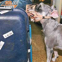 謝廷駿的愛犬阿寶整天圍着主人的行李箱團團轉。