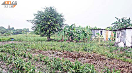 八鄉大窩村仍有大片農地，可供菜園村村民繼續耕作。