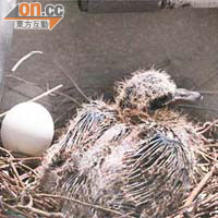 初生<br>雛鳥一周前情況，旁為另兩鳥蛋。	（讀者朱太提供）