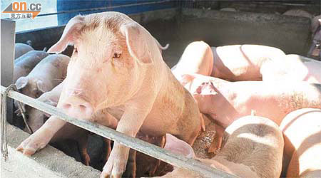 科學家已證實豬隻是流感病毒的「洗牌容器」，各國應嚴密監控豬隻身上的病毒。