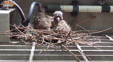 斑鳩孤雛伏在雀巢上靜候媽媽回來。	（梁卓明攝）