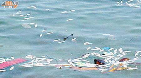 約一百五十條鱭魚屍體在南丫島蘆鬚城泳灘的水域漂浮，部分嚴重腐爛發出惡臭。	（康文署提供圖片）