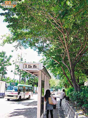 生長於巴士站附近的銀合歡樹身明顯傾斜，一旦倒塌候車乘客將受性命威脅。