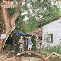 流浮山村屋旁的大樹有樹幹折斷壓毀燈柱。