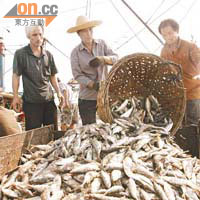 閩南沿岸漁民近年視釣魚島為主要漁場。	（特派記者福建傳真）