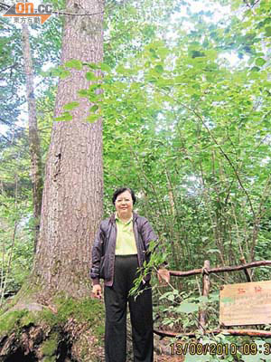 范太身處小興安嶺，與六百幾歲嘅紅松合照。	（范徐麗泰提供圖片）